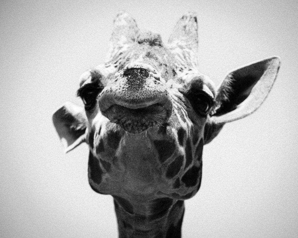 Looking up at giraffe face close up and black and white