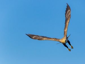 Raptors & Reflections: A Port Dover Photo Safari
