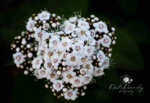 Kristie-Image-3-300x206