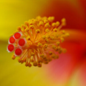 Macro Photography – ONLINE