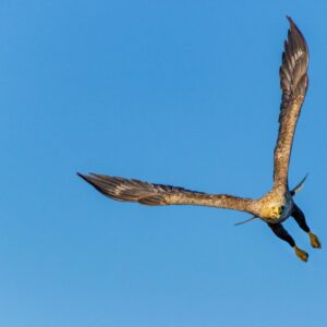 Raptors & Reflections: A Port Dover Photo Safari