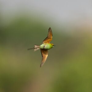Evening Light and Feathered Flight: A Bird Photography Experience at Inglewood Bird Sanctuary: Sunday May 18, 2025 5pm - 9:30 pm