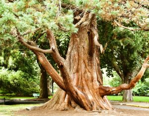 Beacon-Hill-Park-300x233