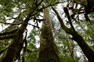 Cathedral-Grove-300x200