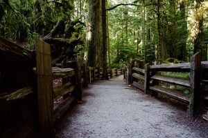 Cathedral-Grove-Trail-300x200