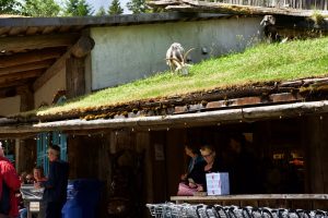 Goats-on-the-Roof-Coombs-300x200