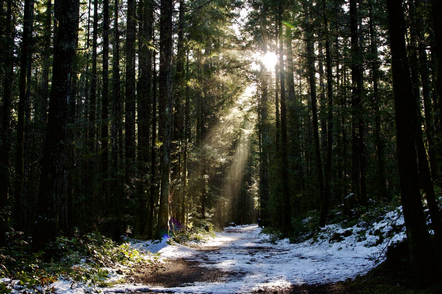 Nymph-Falls-Trail-1536x1024