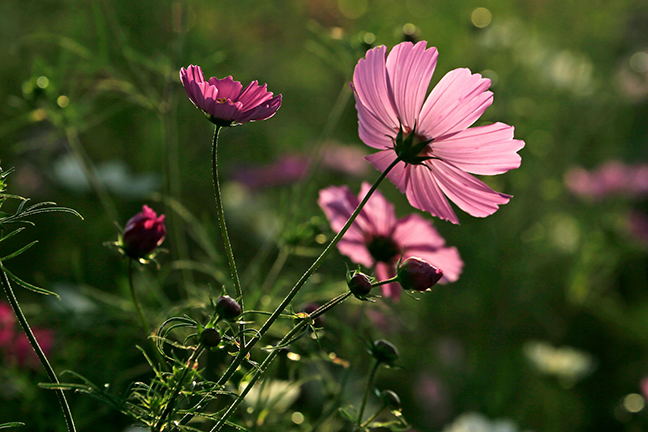 pexels-andromeda99-36122225